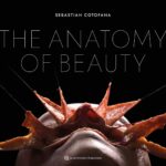 The Anatomy of Beauty